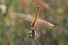 IMG_2761_Sympetrum_depressiusculum